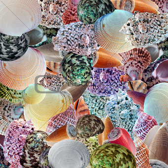 Sea Shells Background