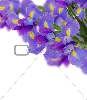 blue  irises border