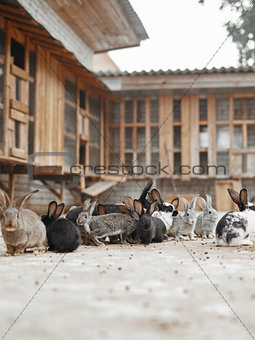 Many rabbits on the farm