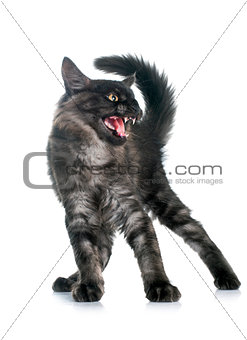 angry maine coon kitten