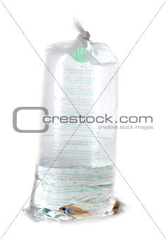 fish in plastic bag