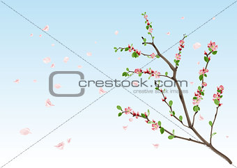 Spring season. Flowering branch with new leaves