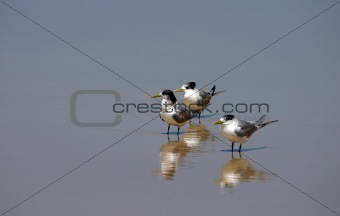 Three lesser-crested terns (Sterna bengalensis)