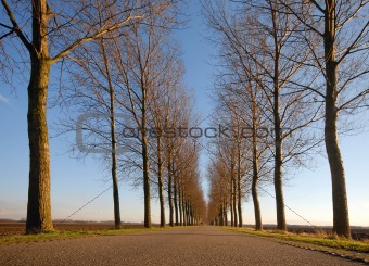 road and line of trees