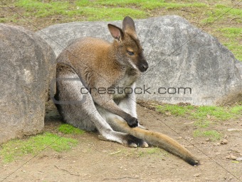 kangaroo sits amongst stone and irons its tail