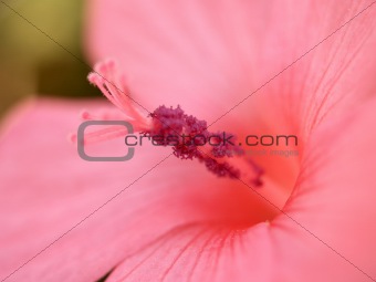 photo  of  flower