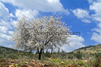almond tree in bloom