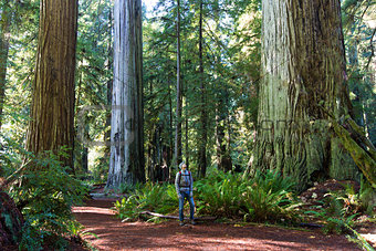 man in redwood forest