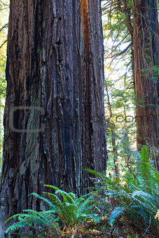 redwood forest