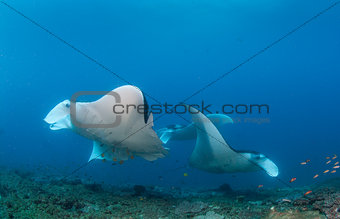 A group of three manta rays congregating on a reef