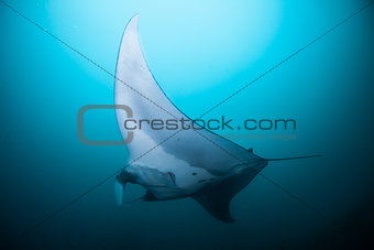 A reef manta swimming with some brightly colored fish