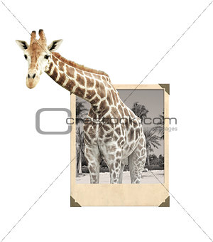 Giraffe in old photo frame with 3d effect