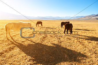 Horses eating at grass land