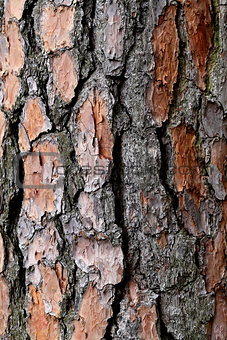 bark of pine tree  
