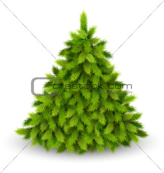 Christmas Tree Pine Isolated on White