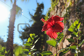 Hibiscus on the background of trees