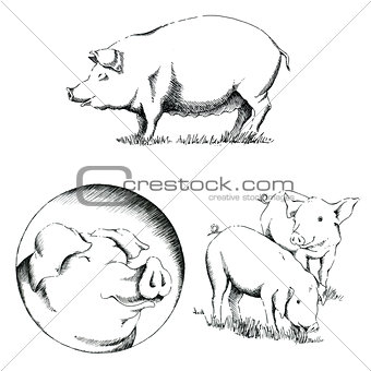 Pigs Illustrations