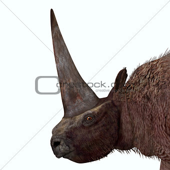 Elasmotherium Head