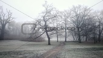 mysterious foggy park 