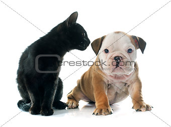 puppy english bulldog and kitten