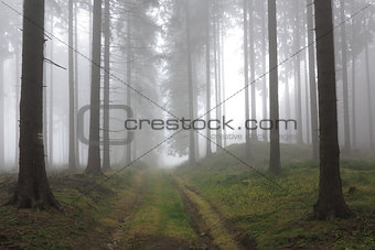 Autumn coniferous forest in the morning mist