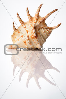 bright sea shell