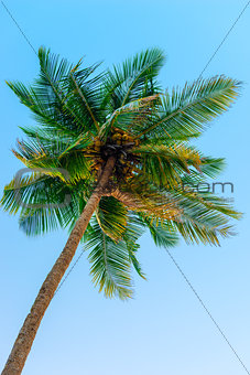 top of a coconut tree against the sky