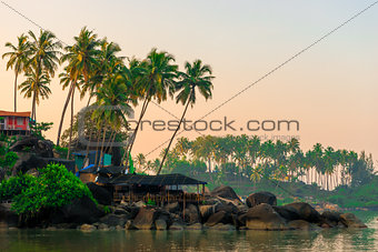 tall coconut palm trees and rocky shore