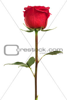 single scarlet rose