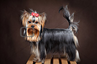 Small purebred domestic dog, yorkshire terrier studio shot, dark