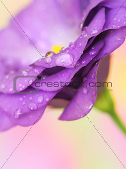lisianthus flower on pastel background