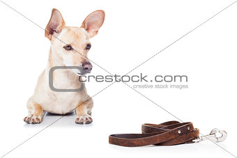 dog with leash 