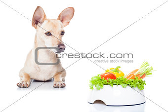 hungry dog with bowl 