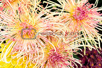 Garden Chrysanthemum