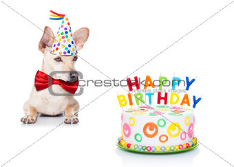 birthday cake dog