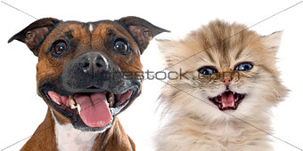 stafforshire bull terrier and persian kitten