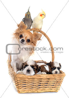 three cockatiel and dogs