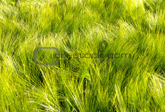 bright green field - close-up