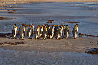 King Penguins on the Beach
