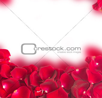 frame of dark  red rose petals