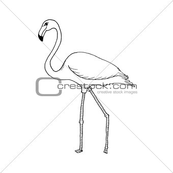 hand draw flamingo style sketch