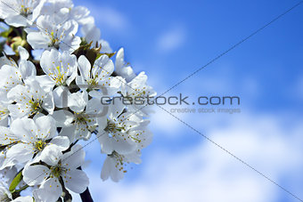 Spring white blossom against blue sky