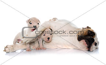 mother and puppies american bulldog