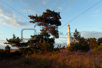 Pine trees and lighthouse