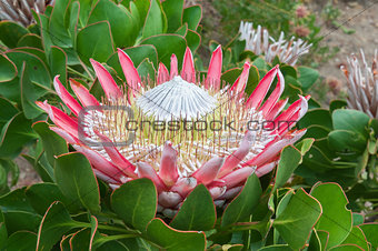 King Protea