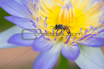 Bee on purple lotus flower