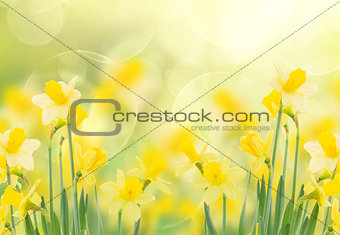spring growing daffodils in garden