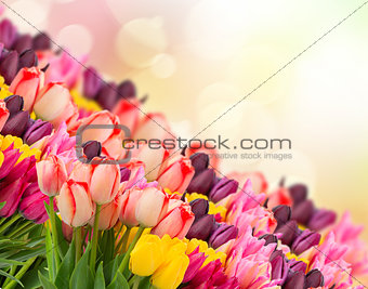 spring tulips on colofful bokeh