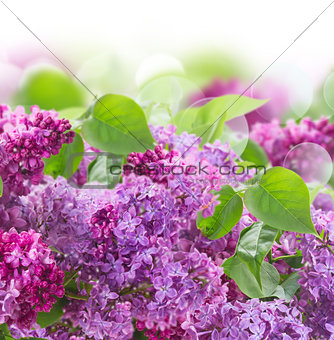 Bouquet of Lilac