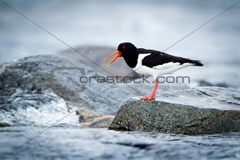 Oystercatcher sitting on a rock by the sea